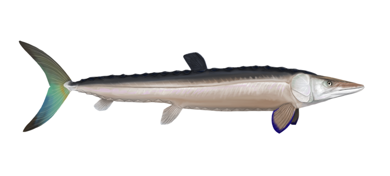 File:Cimolichthys nepaholica.png