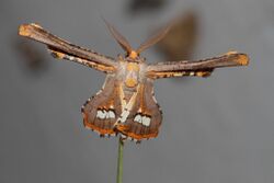 Coenina poecilaria (Geometridae) (4804513732).jpg