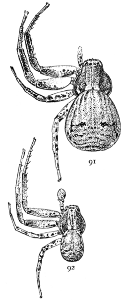 Common Spiders U.S. 091-2.png