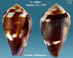 Conus coffeae 2.jpg