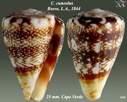 Conus cuneolus 2.jpg