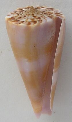 Conus gloriakiiensis 002.jpg