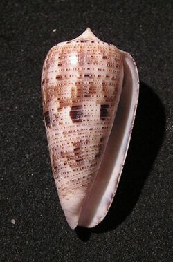 Conus nimbosus 001.jpg