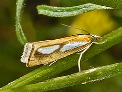 Crambidae - Catoptria conchella.JPG