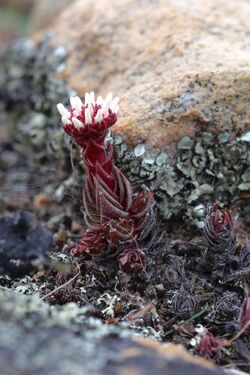 Crassula alpestris subsp. alpestris (Crassulaceae) (36708650973).jpg