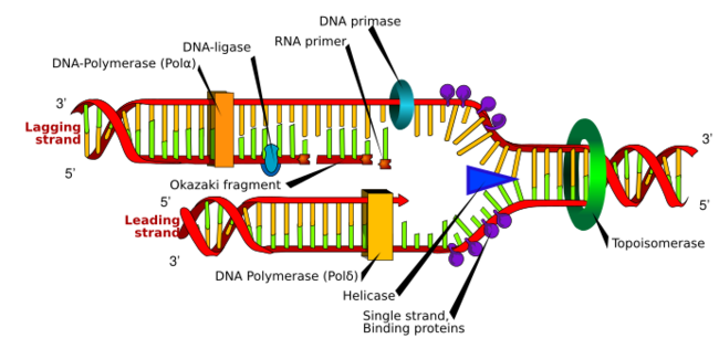 Helicase (blue triangle) separates the intertwined DNA strands so that daughter strands can form.