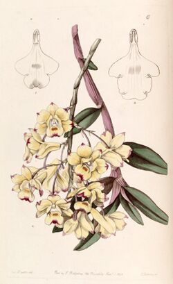 Dendrobium sanguinolentum - Edwards vol 29 (NS 6) pl 6 (1843).jpg