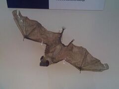 The image depicts a taxidermied common vampire bat.