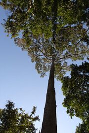 Dipterocarpus alatus.jpg