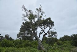 Dracophyllum arboreum large.jpg
