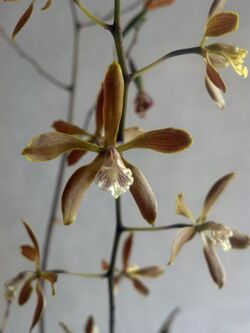 Encyclia candollei flor detalle.jpg