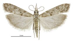 Eudonia leptalea female2.jpg
