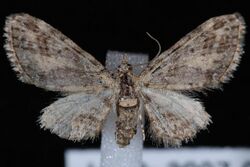 Eupithecia maestosa.JPG