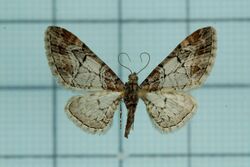 Eupithecia taiwana female.jpg