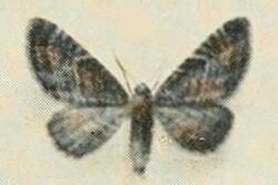 Eupithecia thalictrata1.JPG