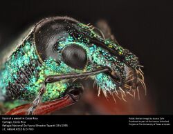Exophthalmus sp. Weevil from Costa Rica (26616930281).jpg