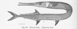 FMIB 51392 Hound-Fish Tylosurus acus.jpeg