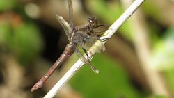 Female Orthetrum villosovittatum lateral view (26466295624).jpg