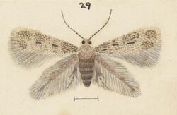 Fig 29 MA I437912 TePapa Plate-LI-The-butterflies full (cropped).jpg