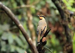 Fruit-Hunter, Mount Kinabalu, Borneo (5836741794).jpg