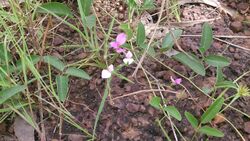 Galactia tenuiflora flower.jpg