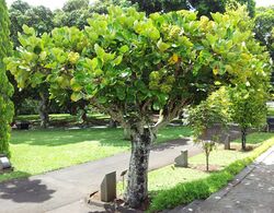 Gastonia mauritiana - Pamplemousses 5.jpg
