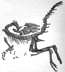 German Compsognathus.jpg