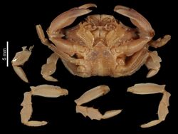 Glyptocarcinus politus (MNHN-IU-2014-10484) 002.jpeg