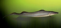 photo of an electric fish