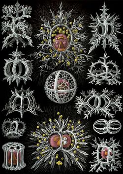 Haeckel Stephoidea edit.jpg