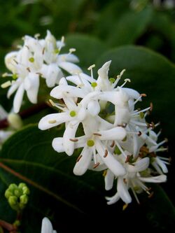 Heptacodium miconiodes flowers.jpg