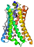 Human cannabinoid receptor 1 (CB1) PDB 5XRA.png