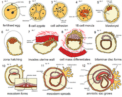 Human embryogenesis.png