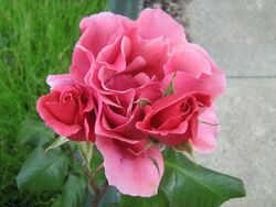 Hybrid Tea Rose 'Duet'.jpg