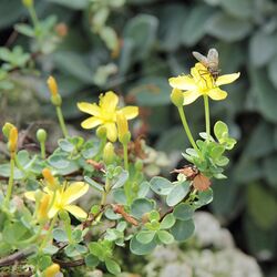 Hypericum pallens-IMG 5534.jpg