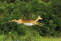 An impala mid-air during a leap