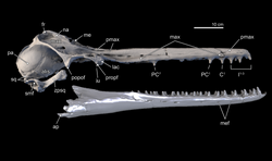 Isthminia holotype skull lateral.png
