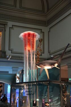 Jellyfish and shark - Sant Hall - Smithsonian.JPG