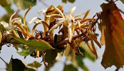 Kanak Champa (Pterospermum acerifolium) in Hyderabad W IMG 7126.jpg
