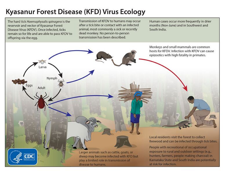 File:Kyasanur Forest disease virus ecology.jpg