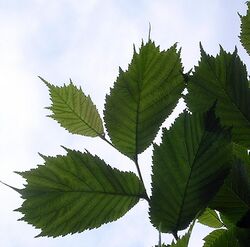 Lacinata leaves.jpg