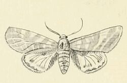 Lacydes spectabilis.jpg