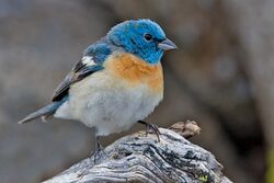 Lazuli Bunting.jpg