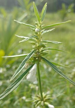 Leucas aspera plant.jpg