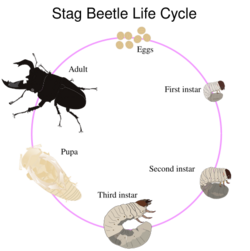Life cycle of stag beetle.svg