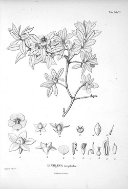 Lindleya mespiloides.png