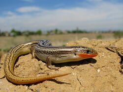 Many Lined Skink.jpg