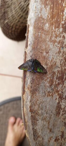 Mariposa Castalia Mantinea.jpg