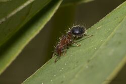 Meranoplus bicolor Forager.jpg