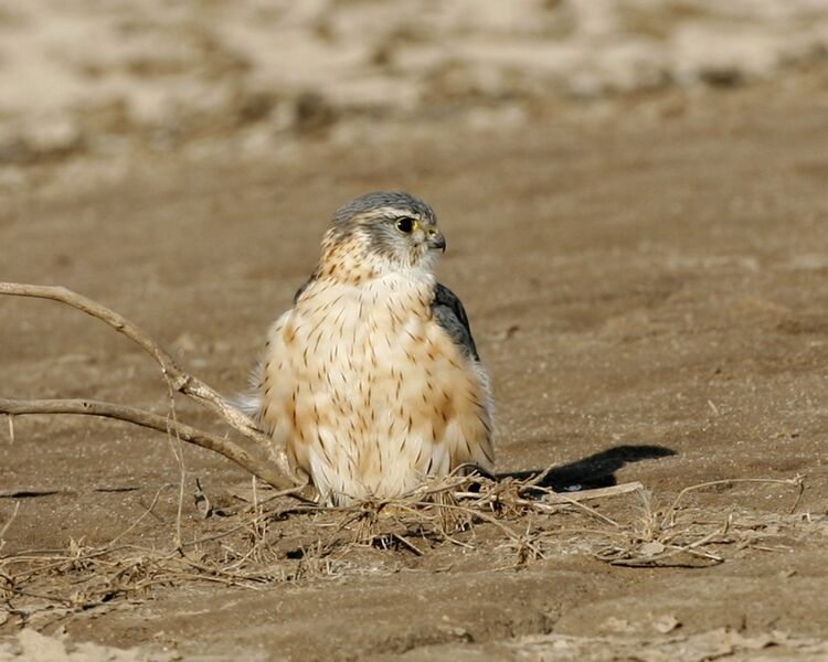 File:Merlin (Falco columbarius).jpg